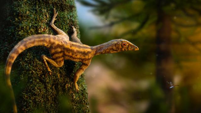 Reconstitution du corps entier d'un Lagerpetidae (Ixalerpeton polesinensis). Les cellules de son derme produisaient probablement une peau semblable à une légère fourrure. [Université de Fribourg/Nature - Rodolfo Nogueira]