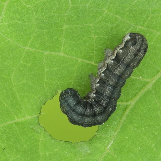 Chenille ravageuse Spodoptera exigua sur une feuille de haricot.
IMG avec CP Unine
Thomas Degen
Unine [Unine - Thomas Degen]