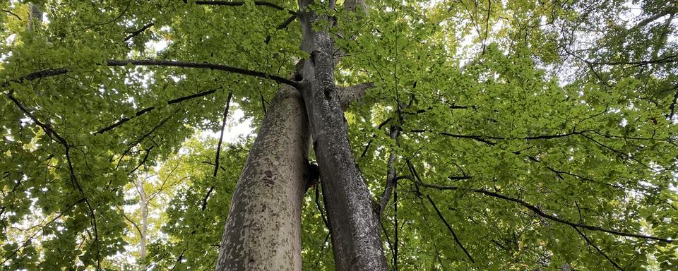 Des arbres enlacés au bord du Rhône. [RTS - Karine Vasarino]