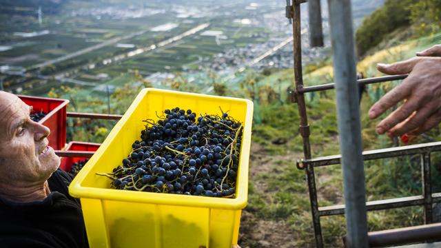 Les vignerons, ces agriculteurs qui fournissent leurs raisins aux grandes caves. Or cette année, plusieurs caves, confrontées à la difficulté d'écouler leurs stocks de vin, refusent de prendre la vendange. [keystone - Jean-Christophe Bott]