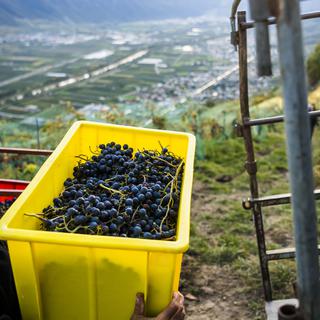 Les vignerons, ces agriculteurs qui fournissent leurs raisins aux grandes caves. Or cette année, plusieurs caves, confrontées à la difficulté d'écouler leurs stocks de vin, refusent de prendre la vendange. [keystone - Jean-Christophe Bott]