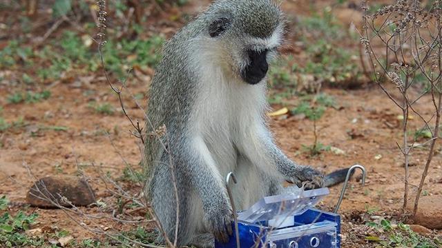 Le singe Vervet, ici dans son habitat naturel en Afrique du Sud, cherche à extraire un morceau de pomme d'une boîte pouvant s'ouvrir de deux manières différentes (couvercle ou tiroir). [DEE-UNIL - Charlotte Canteloup]