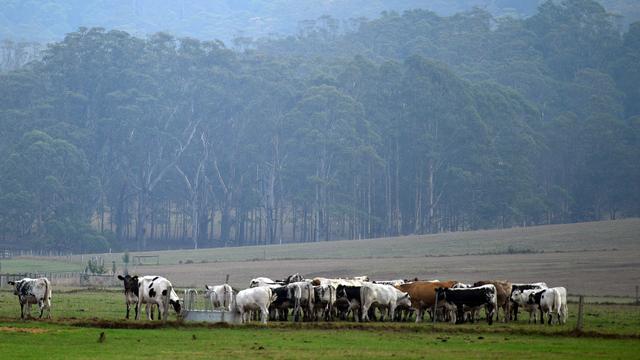 Du bétail profite de la pluie dans les environs de Nowra, en Nouvelles-Galles du Sud, une région de l'Australie qui a souffert des feux de forêt. [Saeed Khan - AFP]