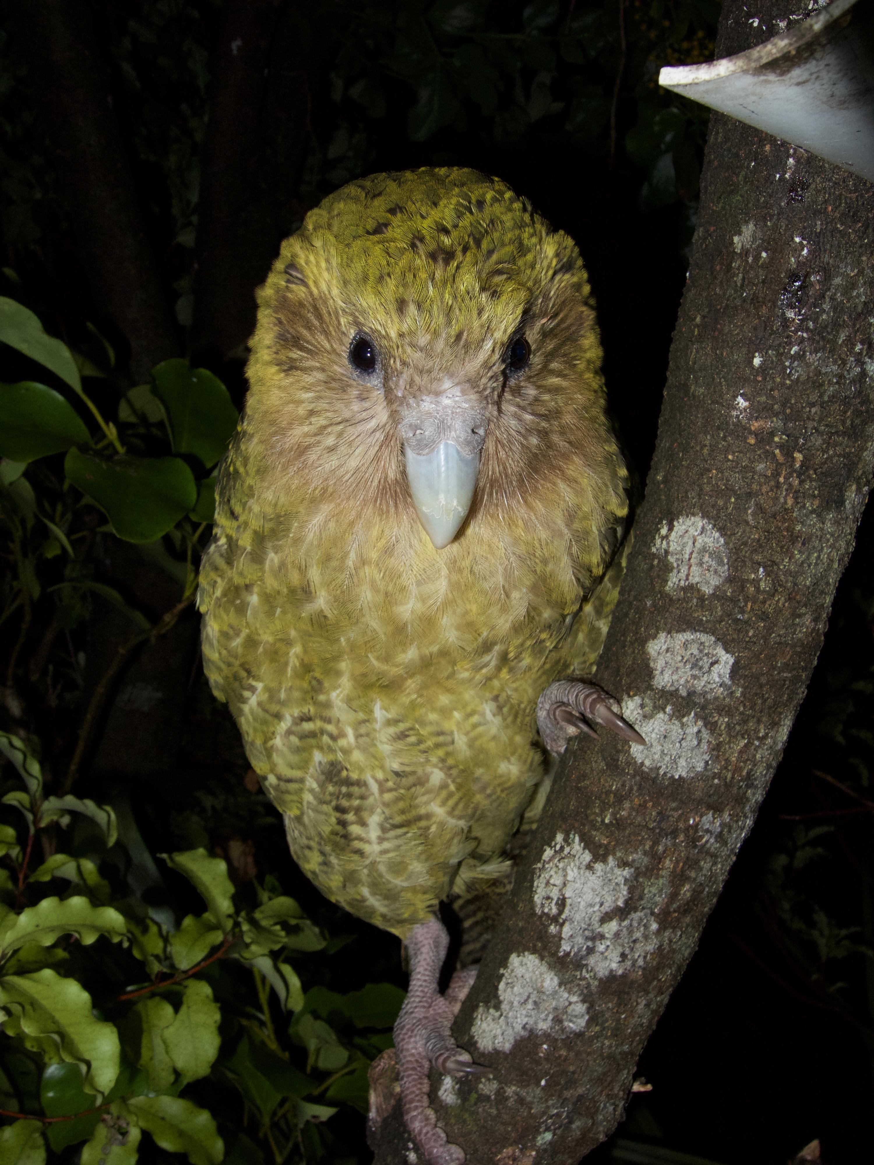 Le kakapo grimpe très bien aux arbres grâce à ses pattes griffues; il s'aide de son bec qui lui sert de troisième patte. [Department of Conservation, New Zealand - Andrew Digby]
