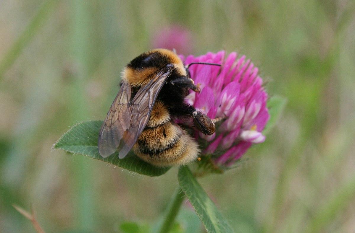 Le bourdon distingué (Bombus distinguendus) a été retrouvé en 2019 dans le Jura vaudois. Les scientifiques le pensaient éteint d'Europe centrale depuis 1950. [CC - Frode Ødegaard/Norsk institutt for naturforskning]