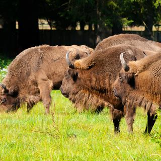La réintroduction de grands mammifères sauvages comme le bison ou de grands carnivores, cʹest lʹun des principes du rewilding. [Depositphotos - pyty]