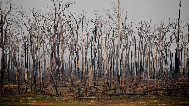 Des arbres carbonisés dans la forêt amazonienne (image d'archives). [AFP - Carl De Souza]