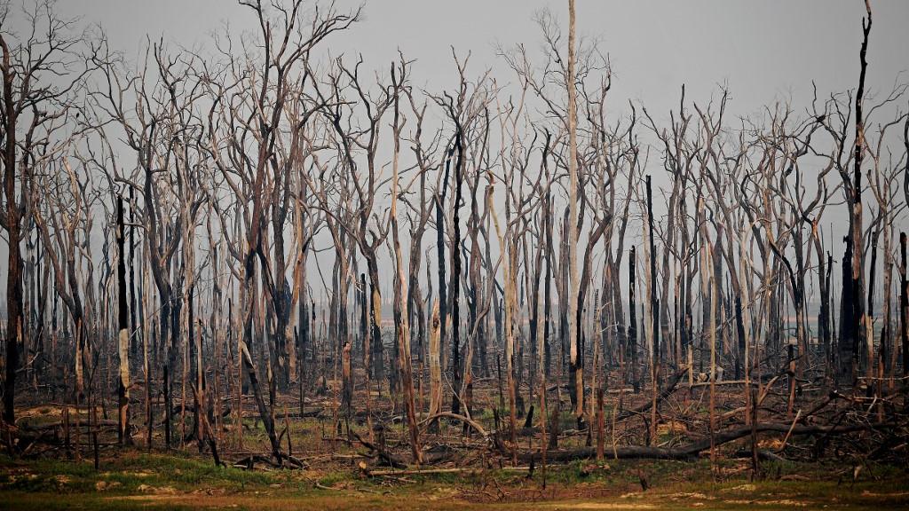 Des arbres carbonisés dans la forêt amazonienne (image d'archives). [AFP - Carl De Souza]