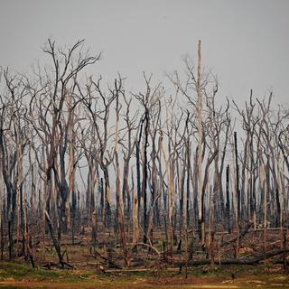 Des arbres carbonisés dans la forêt amazonienne (image d'archives). [AFP - Carl De Souza]