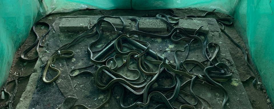 Un élevage de serpents dans un village en Chine. [RTS - Michael Peuker]