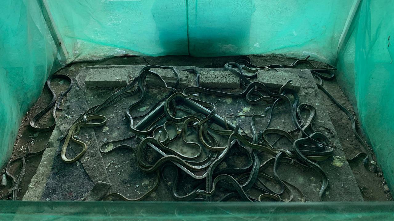 Un élevage de serpents dans un village en Chine. [RTS - Michael Peuker]