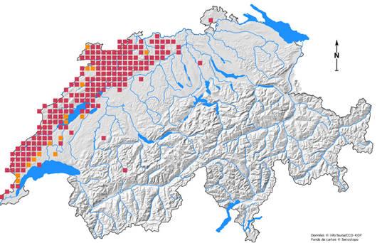 Carte de répartition actuelle du chat sauvage en Suisse. Chaque carré désigne une ou plusieurs observations (état novembre 2019). [Pro Natura - info fauna/swisstopo]