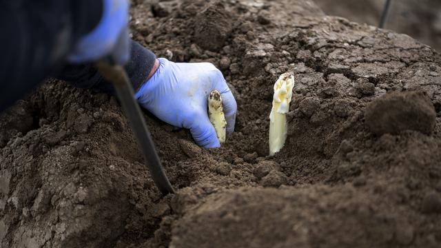 Récolte d'asperges dans le canton de Zürich, le 30 mars 2020. [Keystone - Christian Beutler]