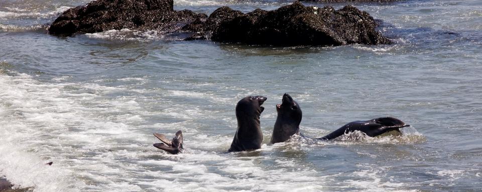 Une colonie d'éléphants de mer de Piedras Blancas en Californie, aux États-Unis. [AFP - Renault Philippe / hemis.fr]