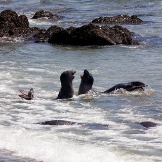 Une colonie d'éléphants de mer de Piedras Blancas en Californie, aux États-Unis. [AFP - Renault Philippe / hemis.fr]