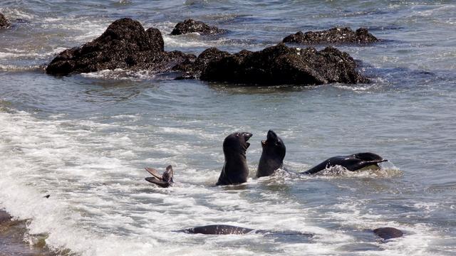 Une colonie d'éléphants de mer de Piedras Blancas en Californie, aux États-Unis. [AFP - Renault Philippe / hemis.fr]