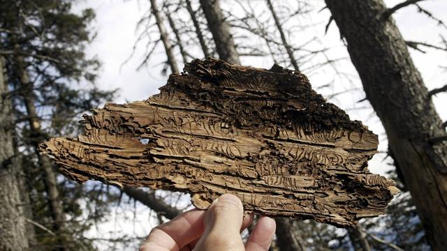 Le bostryche a notamment profité des arbres affaiblis par la sécheresse de 2018. [Keystone - Arno Balzarini]