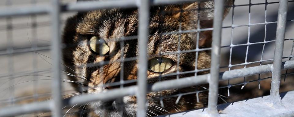 Les animaux, des compagnons plus appréciés encore en temps de confinement. [Keystone - Dominic Favre]