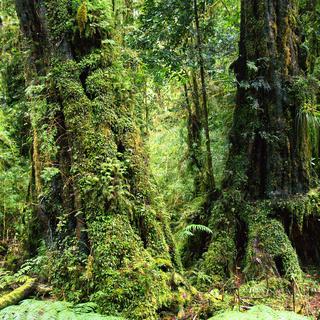 La diversité des espèces d’arbres des forêts équatoriales et tropicales, comme la forêt de Patagonie du nord du Chili illustrée ici, augmente la capacité de stockage du carbone.
Madrigal-Gonzalez
Unige [Unige - Madrigal-Gonzalez]