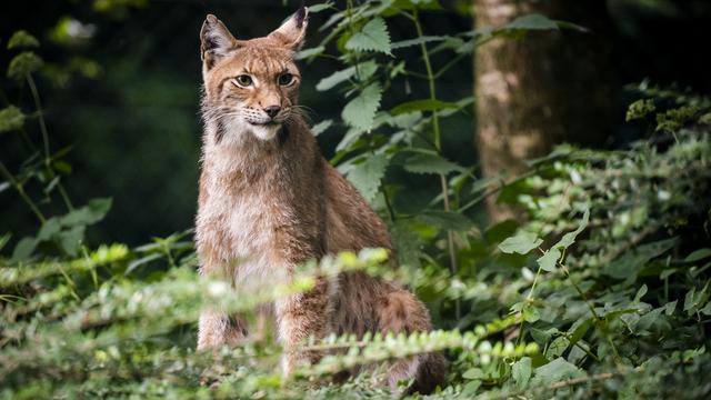 Le braconnage serait responsable de la faible densité de lynx en Valais. [Keystone - Jean-Christophe Bott]