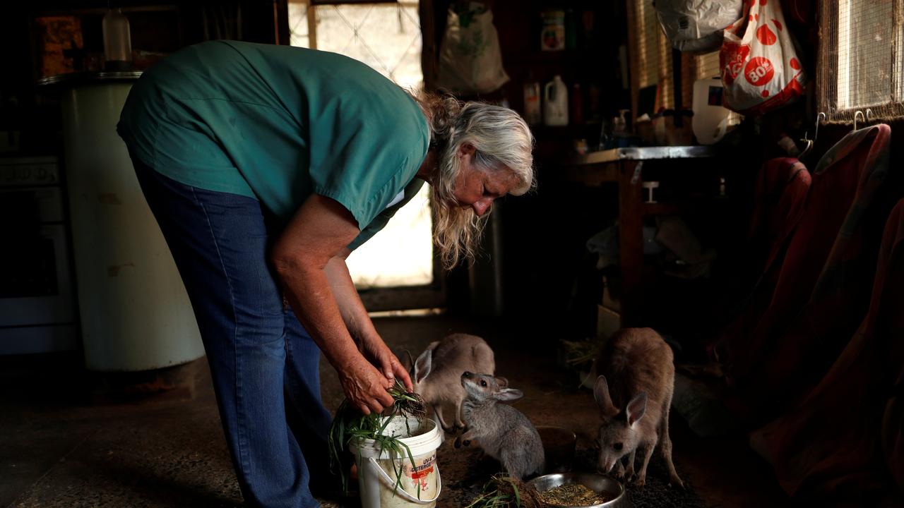Des kangourous orphelins sont recueillis dans nord-est de la Nouvelle-Galles du Sud, au Australie, le 27 janvier 2020. [Reuters - Jorge Silva]
