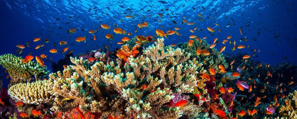 La Grande Barrière de corail, au large de l'Australie, est le plus grand écosystème sur Terre. [Université de James Cook/EPA/Keystone]