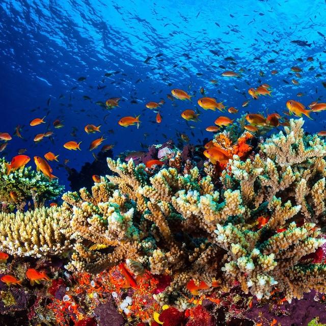 La Grande Barrière de corail, au large de l'Australie, est le plus grand écosystème sur Terre. [Université de James Cook/EPA/Keystone]