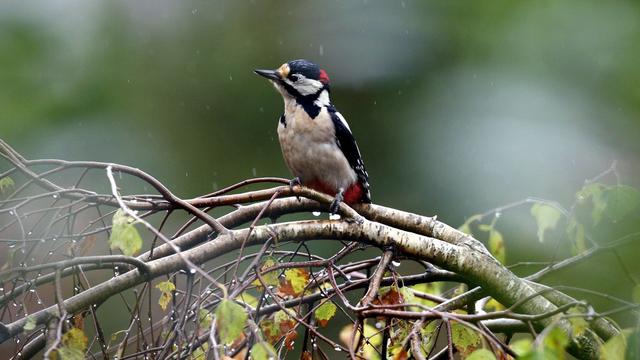 L'Union européenne doit mieux protéger les habitats naturels et les espèces en déclin. [KEYSTONE - Sigi Tischler]