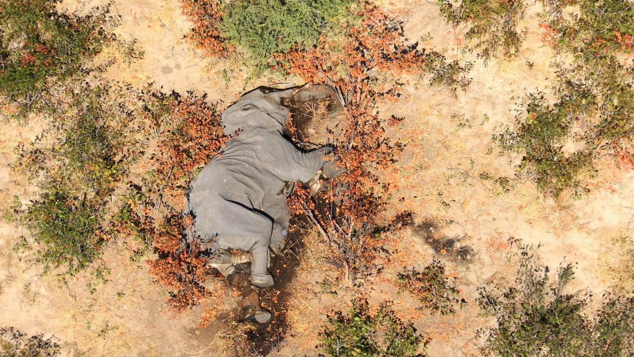 Des centaines d'éléphants tués par une bactérie, au Botswana [AFP]