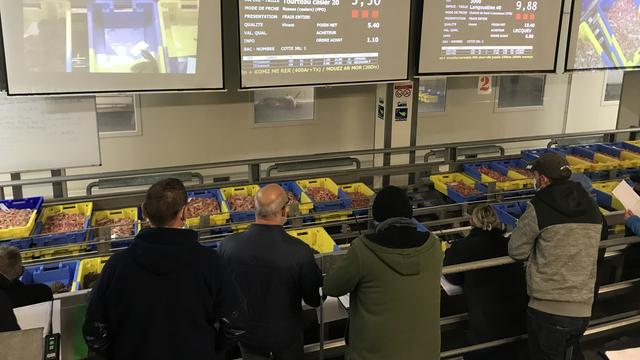 La vente des langoustines et tourteaux sur le port de Lorient. [RTS - Alexandre Habay]