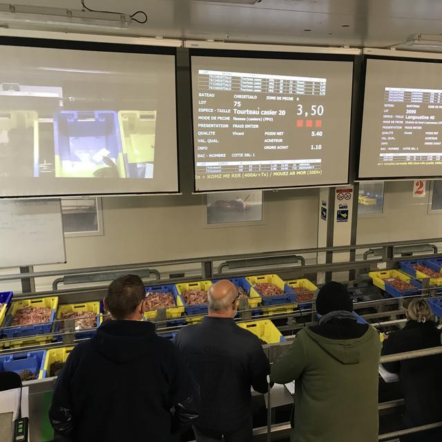 La vente des langoustines et tourteaux sur le port de Lorient. [RTS - Alexandre Habay]