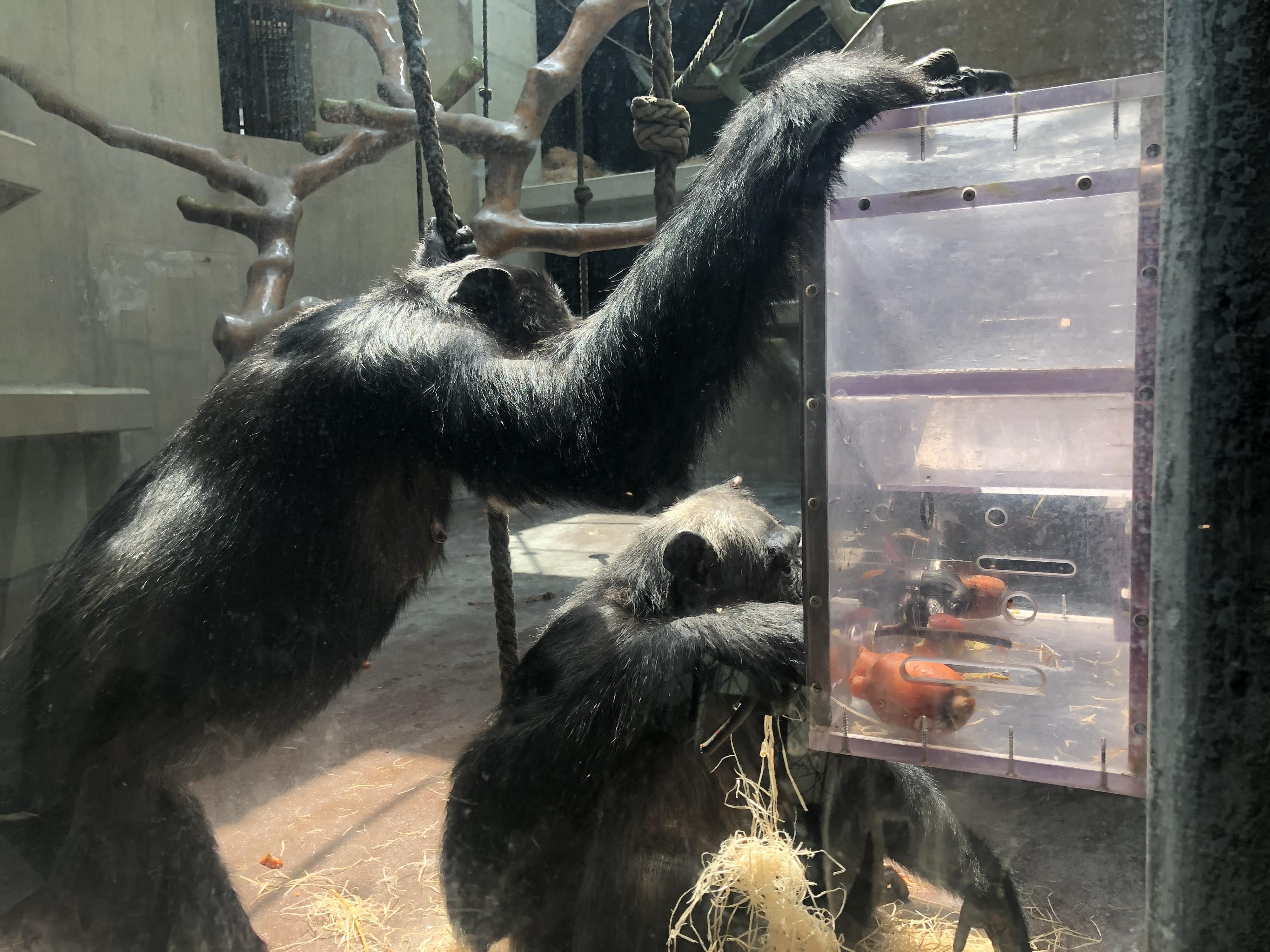 Une des activités proposées aux chimpanzés pour les occuper [P.W.]
