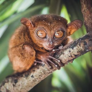 Le tarsier est un petit primate aux grands yeux.
goinyk
Depositphotos [goinyk]
