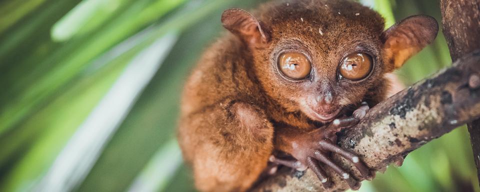 Le tarsier est un petit primate aux grands yeux.
goinyk
Depositphotos [goinyk]