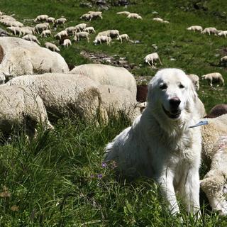 Un chien Maremmana des Abruzzes protège un troupeau de moutons contre le loup, en montagne. (image d'illustration) [Keystone - Jean-Christophe Bott]