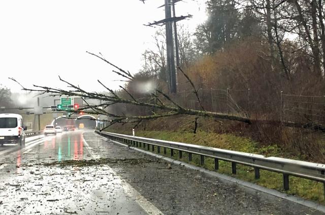 Le trafic sur l'A14 a été perturbé par la chute d'un arbre à Ebikon (LU). [Police lucernoise]