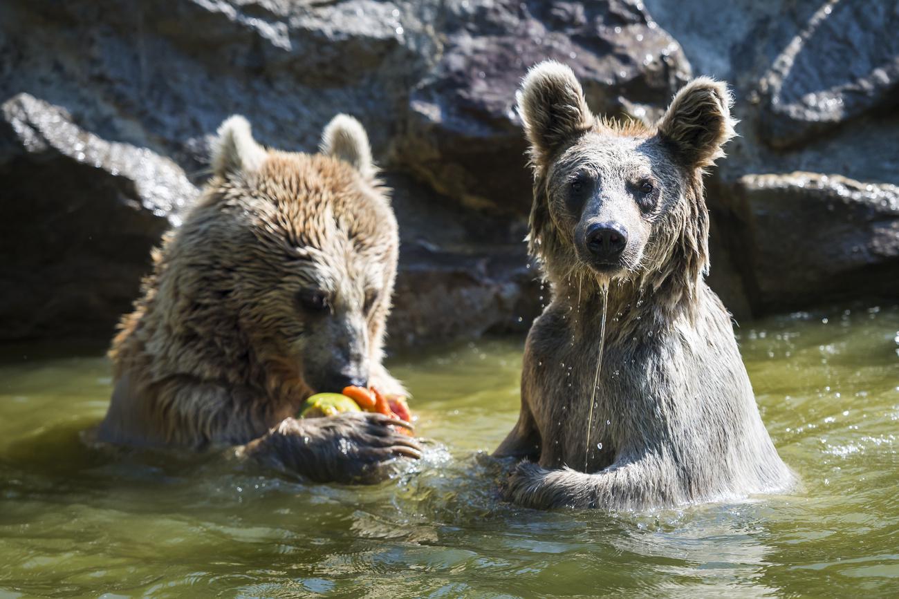 Des ours bruns du zoo de Servion [Keystone - Jean-Christophe Bott]