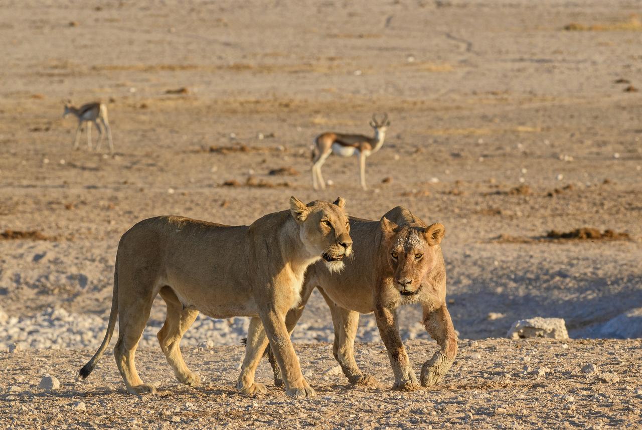 Animaux emblématiques des savanes africaines. [depositphotos.com]