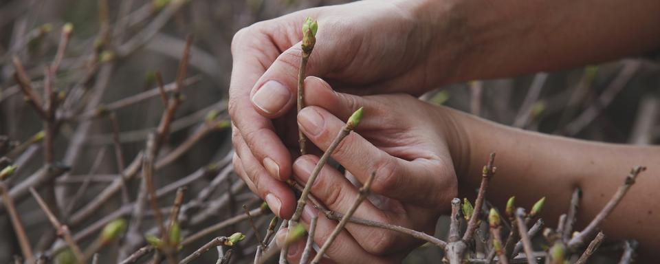 Les bourgeons sont la clé de l’explication des arbres.
Kuzmichtudio
Depositphotos [Kuzmichtudio]