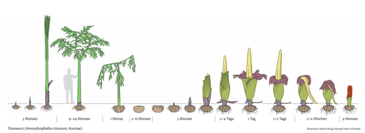 Le cycle de vie d'un ArumTitan. [Papiliorama]