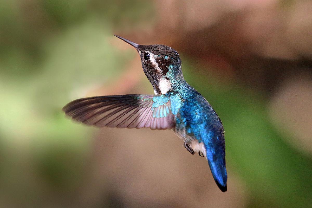 Un Colibri d'Elena mâle (Mellisuga helenae) en vol. Aussi nommé colibri-abeille, c'est le plus petit oiseau du monde. Sa longueur totale est de 5 à 6 centimètres pour un poids de 1,6 à 1,9 gramme. [CC - Charles J. Sharp]