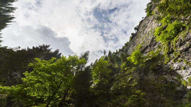 Avec le recul du froid, cʹest tout le paysage alpin qui se modifie. Les épicéas, si emblématiques des Alpes, migrent toujours plus haut et laissent place aux hêtres. [depositphotos - cta88]