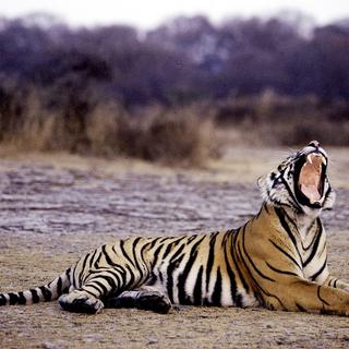 Un tigre photographié dans la réserve de Ranthambore, au Rajasthan. [AFP - Aditya Singh]