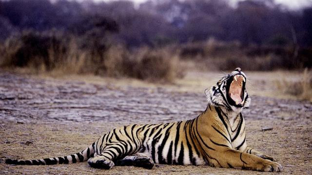 Un tigre photographié dans la réserve de Ranthambore, au Rajasthan. [AFP - Aditya Singh]