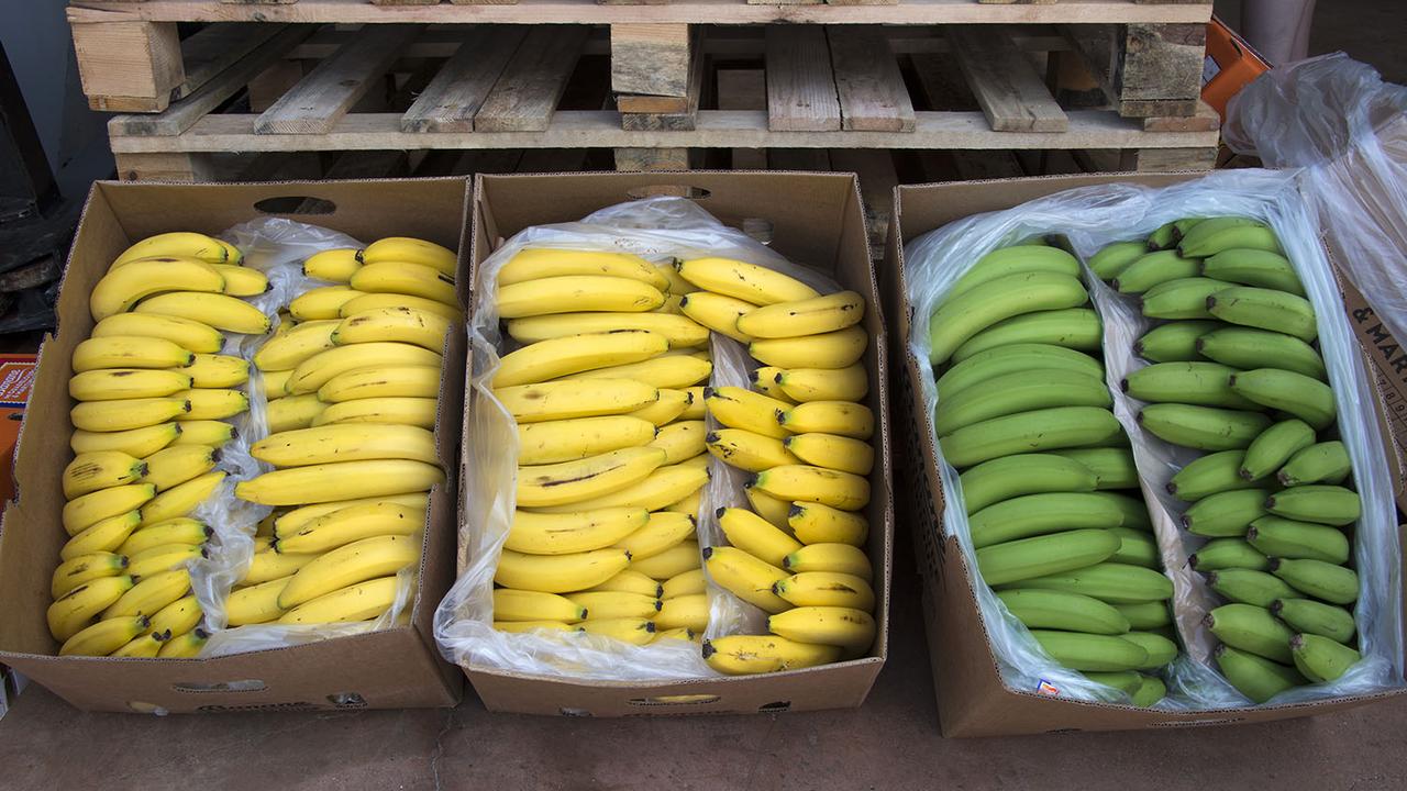 De la cocaïne est régulièrement retrouvée dans des cartons à bananes en Europe (image d'illustration). [AFP - Helene Valenzuela]