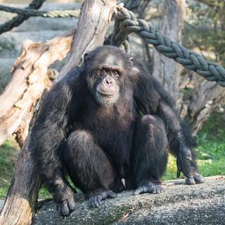 Le chimpanzé Tatu au Zoo de Bâle. [zoobasel.ch]