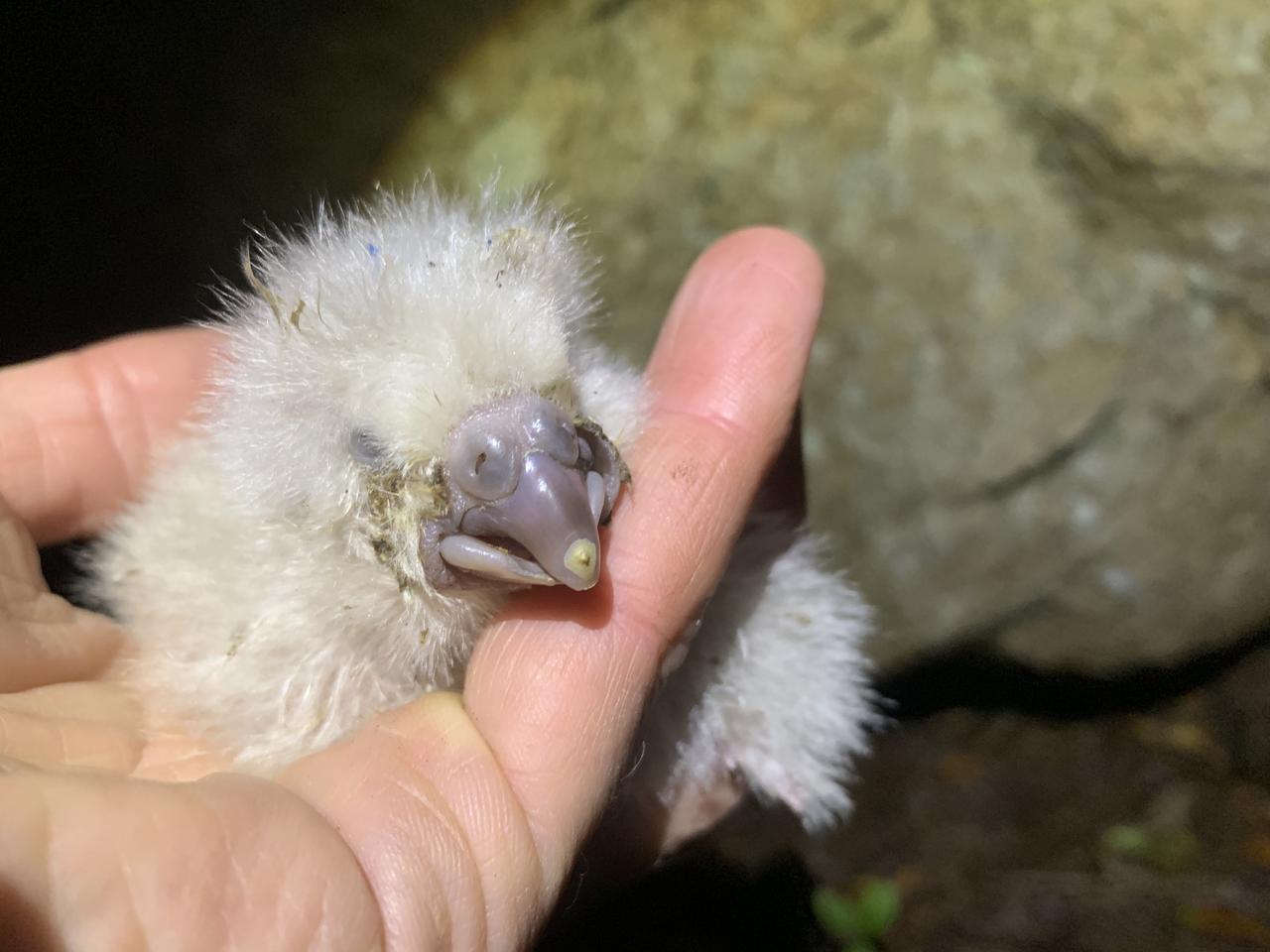 Un poussin kakapo. A l'âge adulte, il mesurera environ 60 centimètres et pèsera entre 2 et 4 kilos. [Department of Conservation, New Zealand - Andrew Digby]