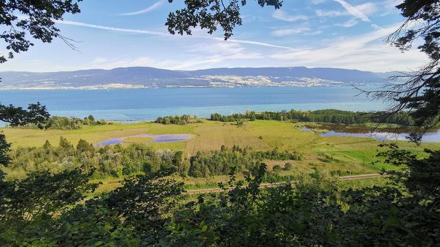 La Grande Cariçaie est une réserve naturelle lacustre qui se trouve sur la rive sud du lac de Neuchâtel.
Jérôme Zimmermann 
RTS [Jérôme Zimmermann]