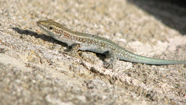 Un lézard. [Depositphotos - tovovan]