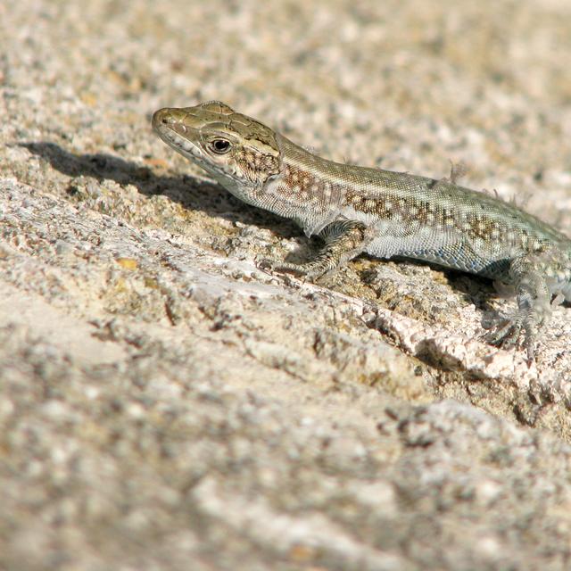 Un lézard. [Depositphotos - tovovan]